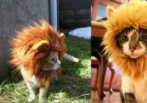 Special Halloween Smart Product:A Lion s Mane For Cat. 