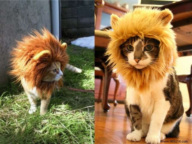 Special Halloween Smart Product:A Lion s Mane For Cat. 