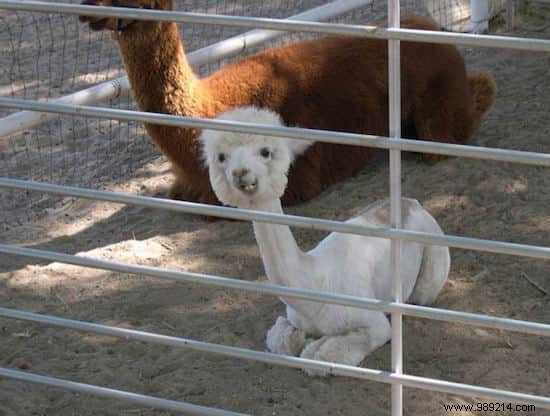 22 Photos of Baby Animals That Will Make You Totally Crush! 