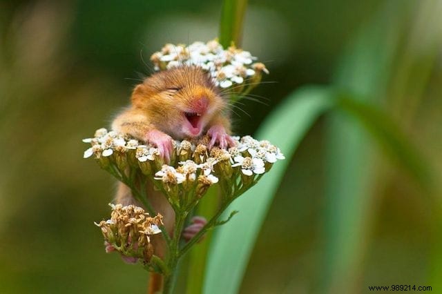 24 Hilarious Photos Of Animals That Will Make You Smile For The Day. 