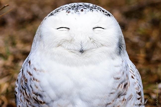 24 Hilarious Photos Of Animals That Will Make You Smile For The Day. 