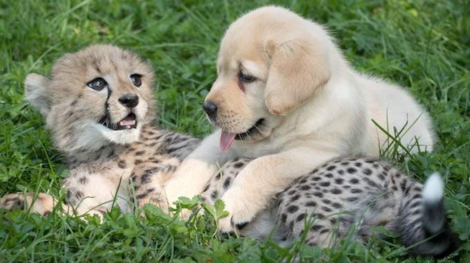 This Zoo Employs Dogs To Help Shy Cheetahs Thrive. 