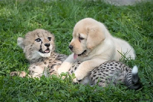 This Zoo Employs Dogs To Help Shy Cheetahs Thrive. 