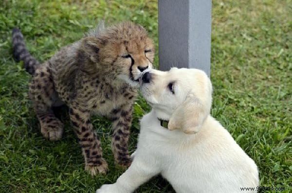 This Zoo Employs Dogs To Help Shy Cheetahs Thrive. 