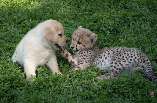 This Zoo Employs Dogs To Help Shy Cheetahs Thrive. 