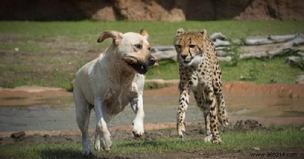 This Zoo Employs Dogs To Help Shy Cheetahs Thrive. 