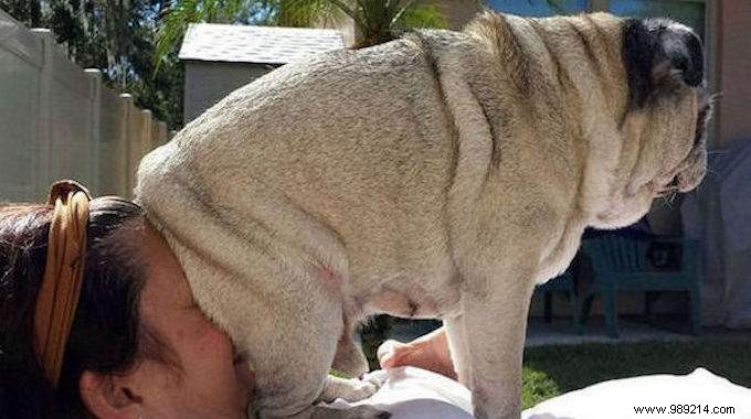 Dogs Can Be Real Scoundrels! The Proof in 20 Photos. 