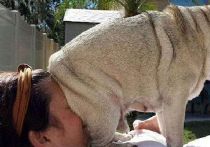 Dogs Can Be Real Scoundrels! The Proof in 20 Photos. 