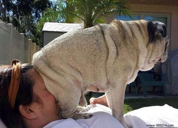 Dogs Can Be Real Scoundrels! The Proof in 20 Photos. 