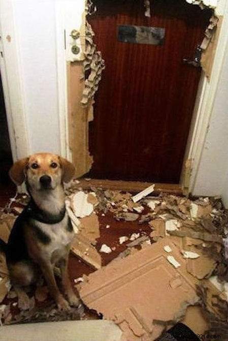 Dogs Can Be Real Scoundrels! The Proof in 20 Photos. 