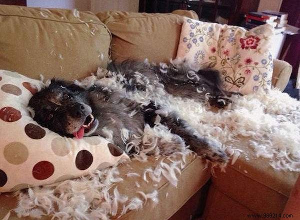 Dogs Can Be Real Scoundrels! The Proof in 20 Photos. 