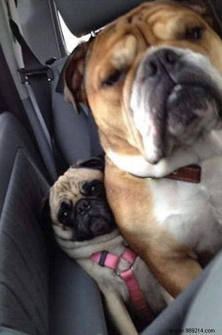 Dogs Can Be Real Scoundrels! The Proof in 20 Photos. 