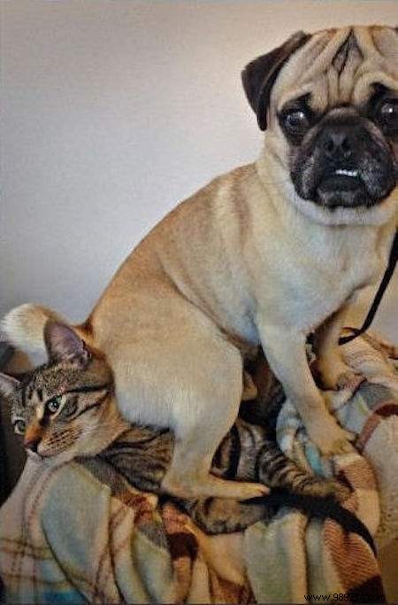 Dogs Can Be Real Scoundrels! The Proof in 20 Photos. 