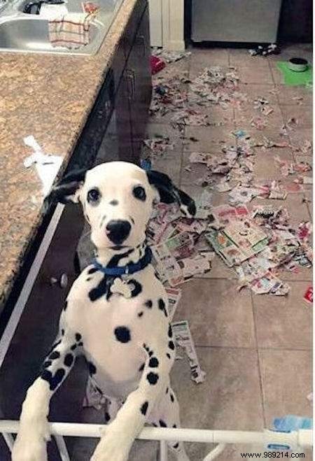 Dogs Can Be Real Scoundrels! The Proof in 20 Photos. 