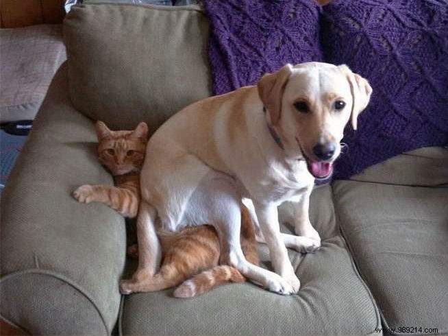 Dogs Can Be Real Scoundrels! The Proof in 20 Photos. 