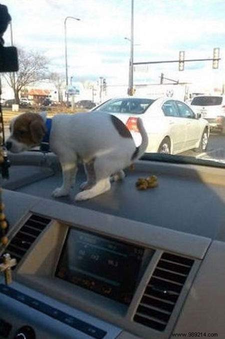 Dogs Can Be Real Scoundrels! The Proof in 20 Photos. 