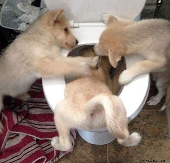 Dogs Can Be Real Scoundrels! The Proof in 20 Photos. 