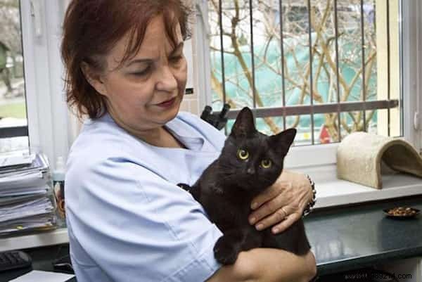 Meet Lucifer, the Nursing Cat Who Loves Comforting Other Sick Animals. 