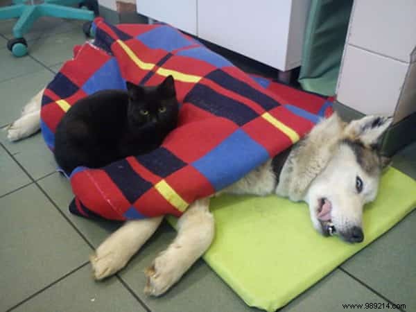 Meet Lucifer, the Nursing Cat Who Loves Comforting Other Sick Animals. 