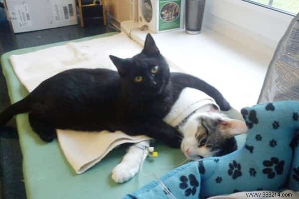 Meet Lucifer, the Nursing Cat Who Loves Comforting Other Sick Animals. 