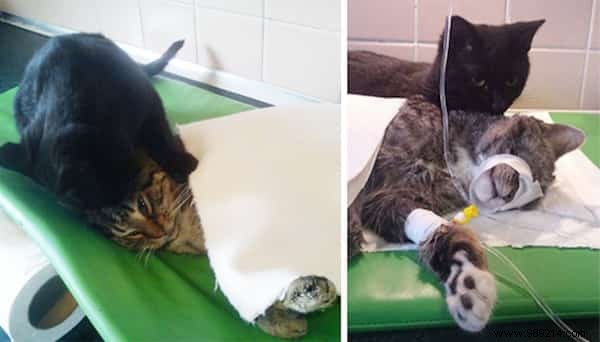 Meet Lucifer, the Nursing Cat Who Loves Comforting Other Sick Animals. 