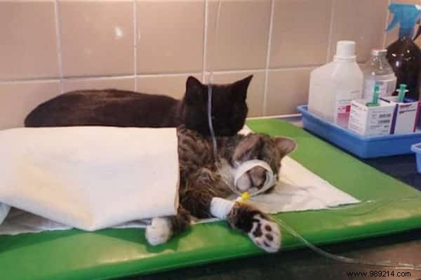 Meet Lucifer, the Nursing Cat Who Loves Comforting Other Sick Animals. 