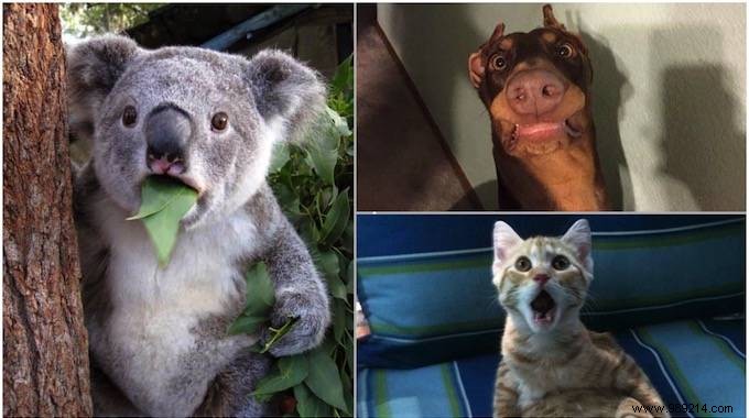 15 Photos of Animals Totally SURPRISED By What They Just Saw. 