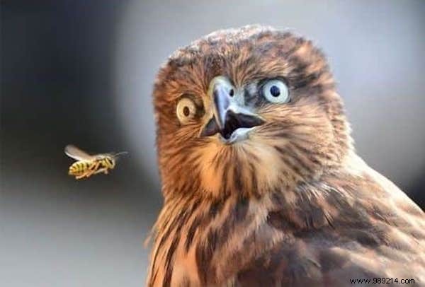 15 Photos of Animals Totally SURPRISED By What They Just Saw. 