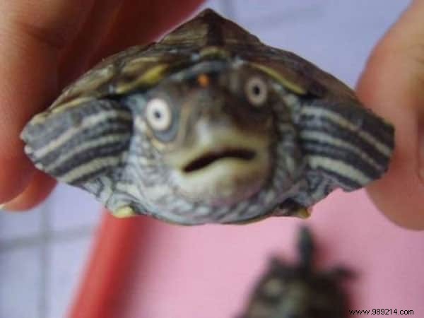 15 Photos of Animals Totally SURPRISED By What They Just Saw. 