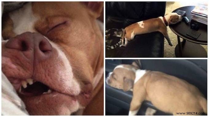 22 Dogs Who Really Had a Tough Day. 