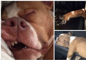 22 Dogs Who Really Had a Tough Day. 