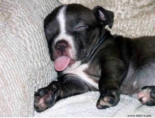 22 Dogs Who Really Had a Tough Day. 