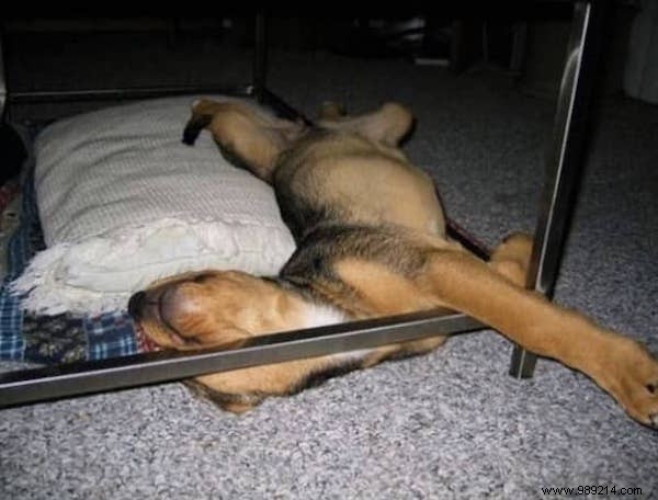 22 Dogs Who Really Had a Tough Day. 