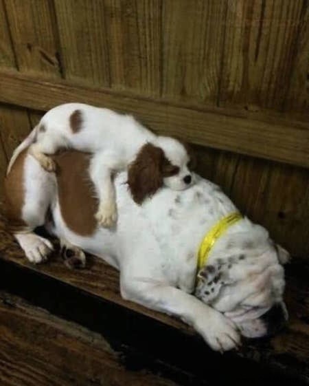 22 Dogs Who Really Had a Tough Day. 