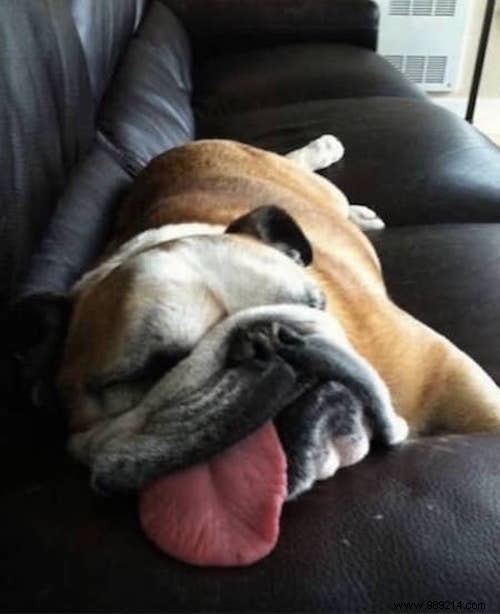 22 Dogs Who Really Had a Tough Day. 