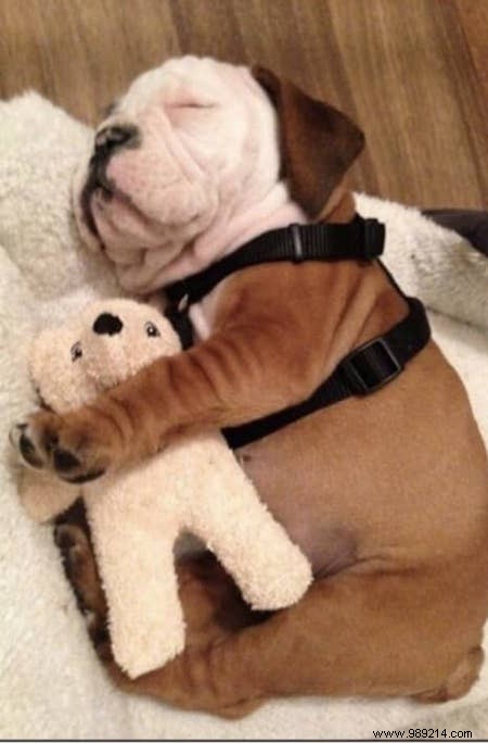 22 Dogs Who Really Had a Tough Day. 