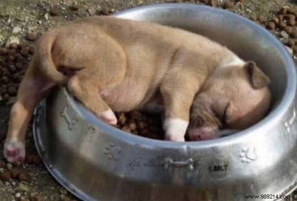 22 Dogs Who Really Had a Tough Day. 