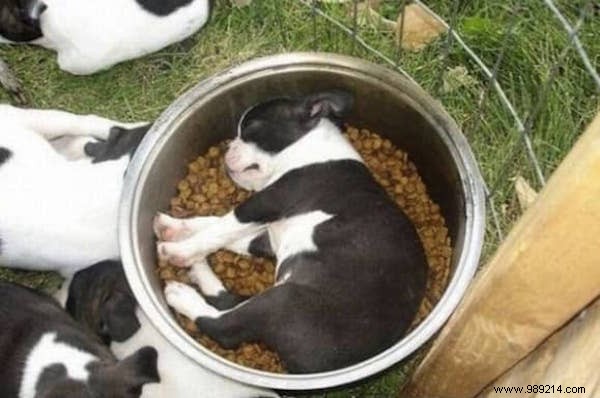 22 Dogs Who Really Had a Tough Day. 