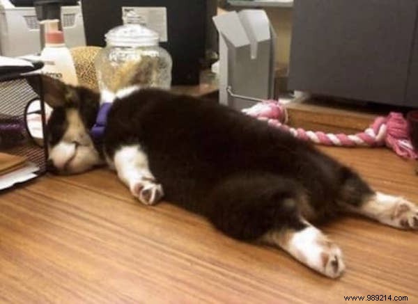 22 Dogs Who Really Had a Tough Day. 