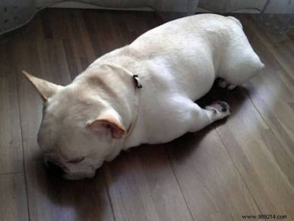 22 Dogs Who Really Had a Tough Day. 