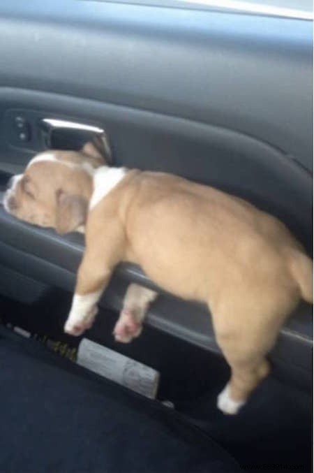 22 Dogs Who Really Had a Tough Day. 