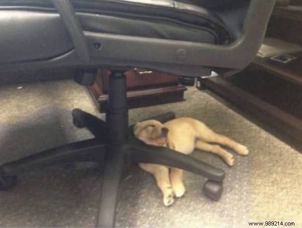 22 Dogs Who Really Had a Tough Day. 