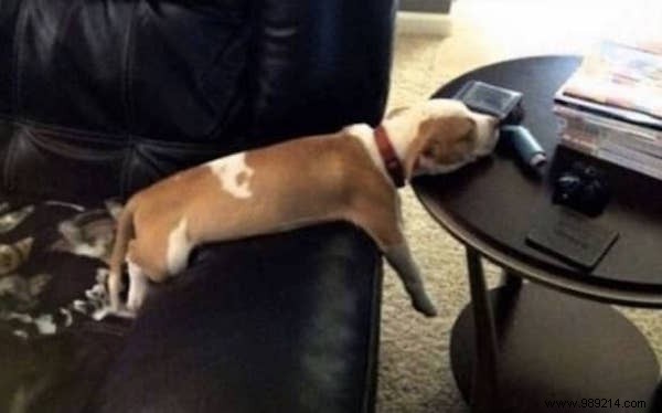 22 Dogs Who Really Had a Tough Day. 