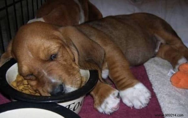 22 Dogs Who Really Had a Tough Day. 