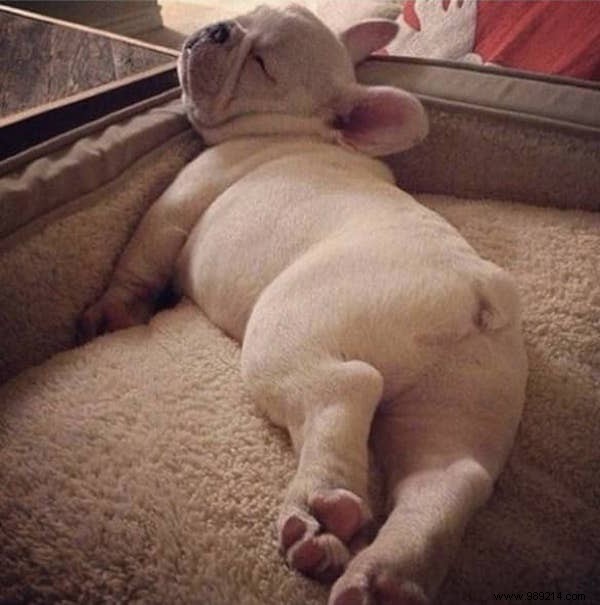 22 Dogs Who Really Had a Tough Day. 