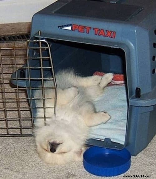 22 Dogs Who Really Had a Tough Day. 