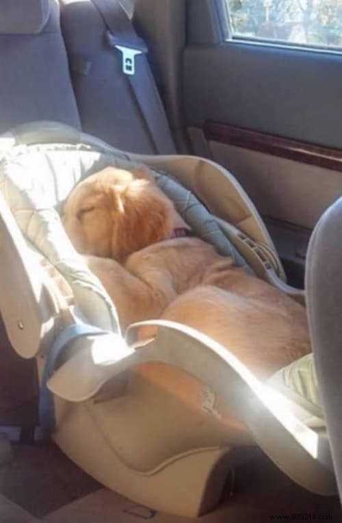 22 Dogs Who Really Had a Tough Day. 