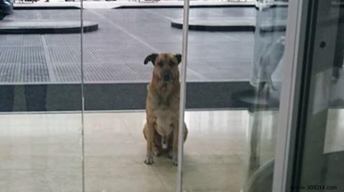 Shocking:A Stray Dog Waits 6 Months for an Air Hostess in Front of Her Hotel. 