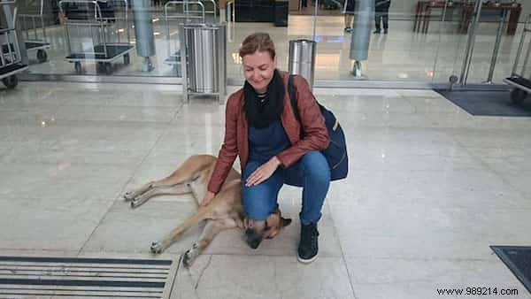 Shocking:A Stray Dog Waits 6 Months for an Air Hostess in Front of Her Hotel. 