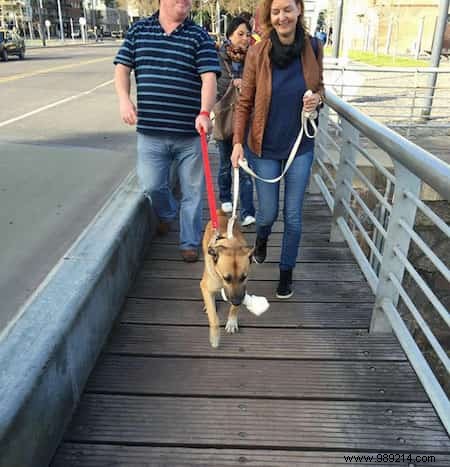 Shocking:A Stray Dog Waits 6 Months for an Air Hostess in Front of Her Hotel. 